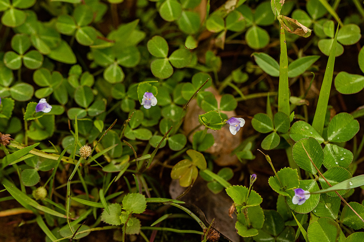 Craterostigma nummulariifolium Craterostigma nummulariifolium