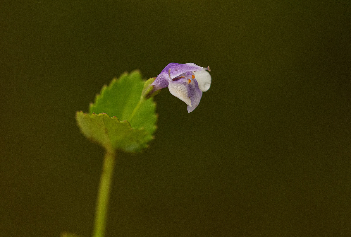 Craterostigma nummulariifolium Craterostigma nummulariifolium