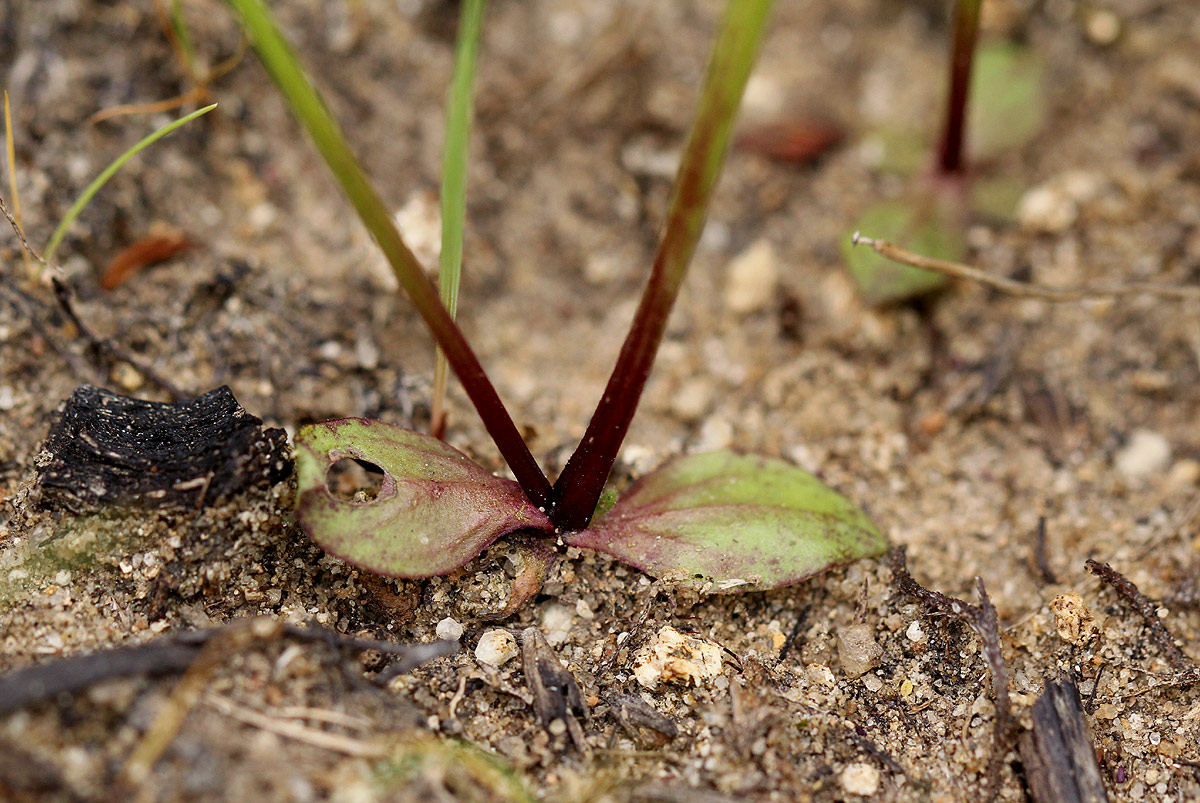Lindernia parviflora Lindernia parviflora