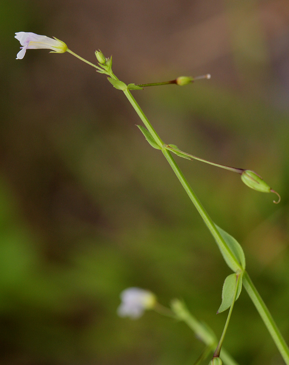 Lindernia parviflora