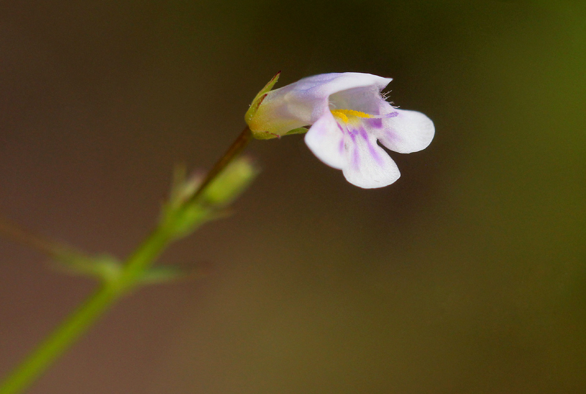Lindernia parviflora