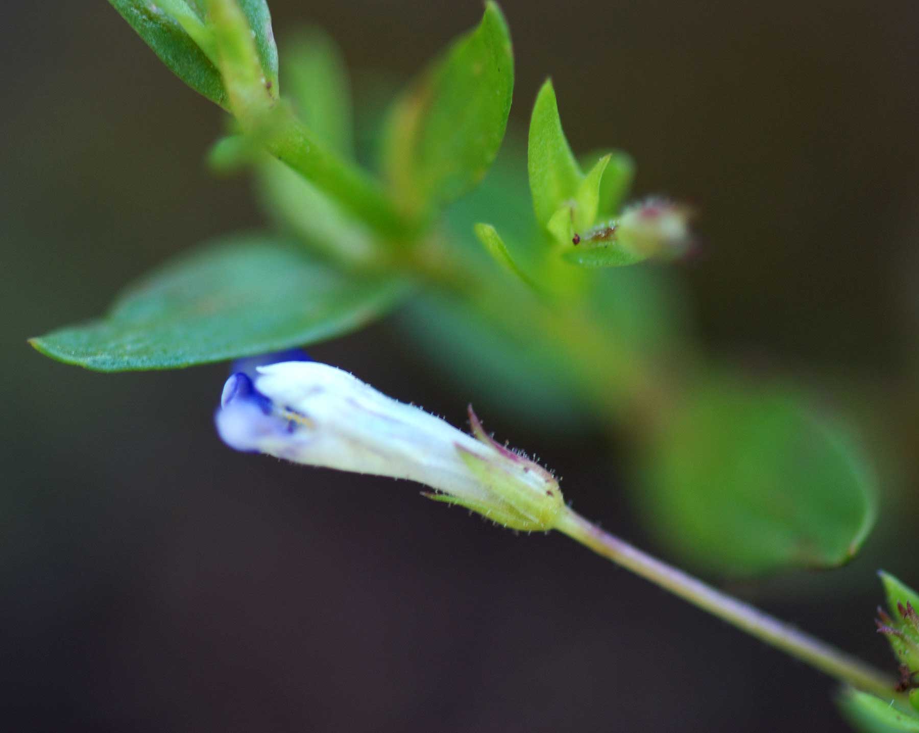 Lindernia parviflora