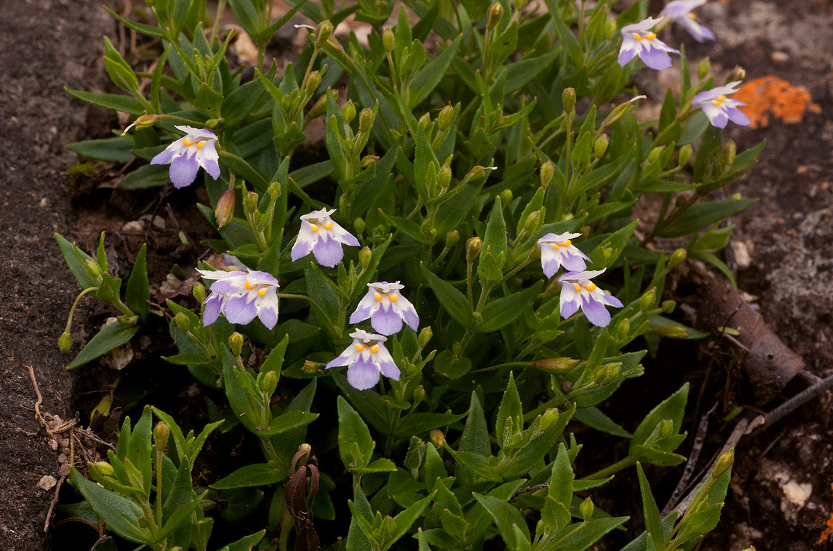 Linderniella pulchella Linderniella pulchella