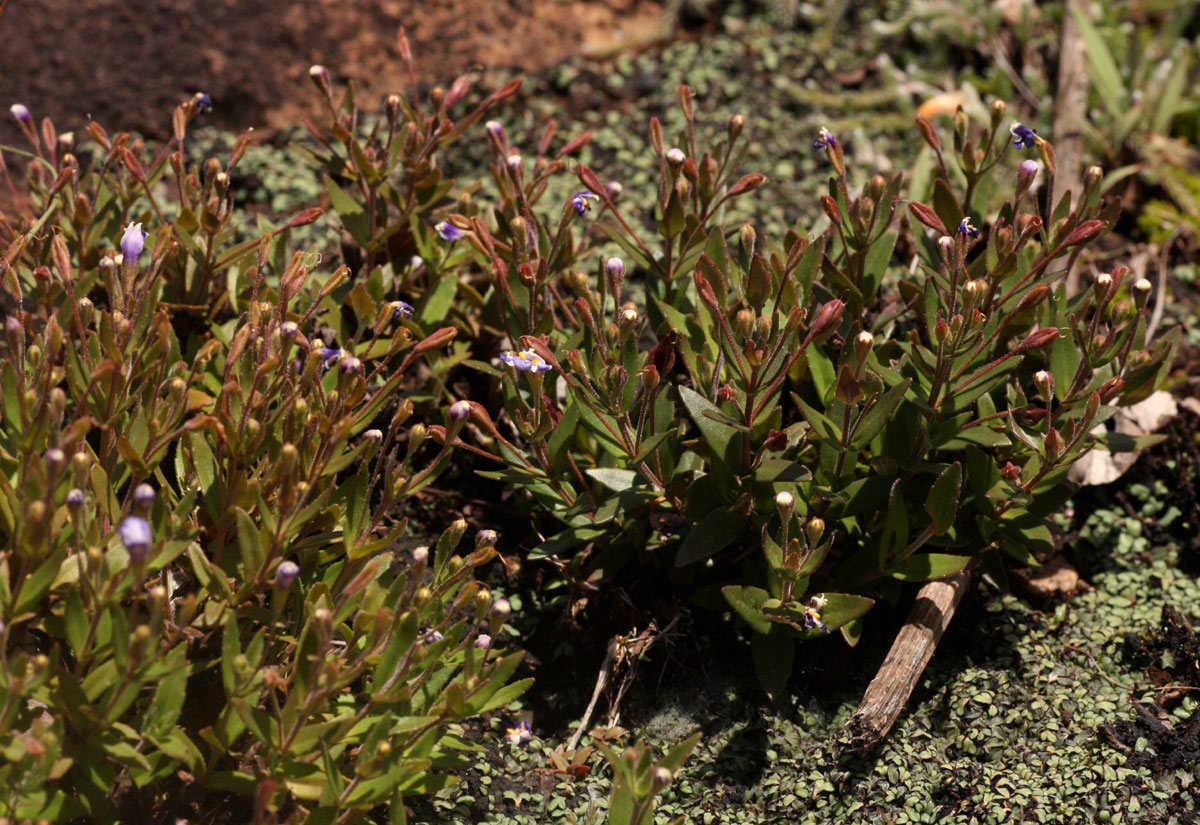 Linderniella pulchella