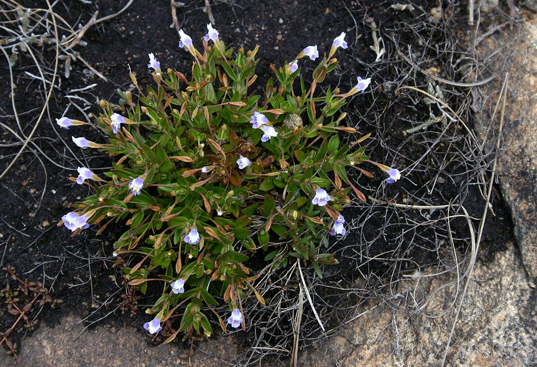 Linderniella pulchella
