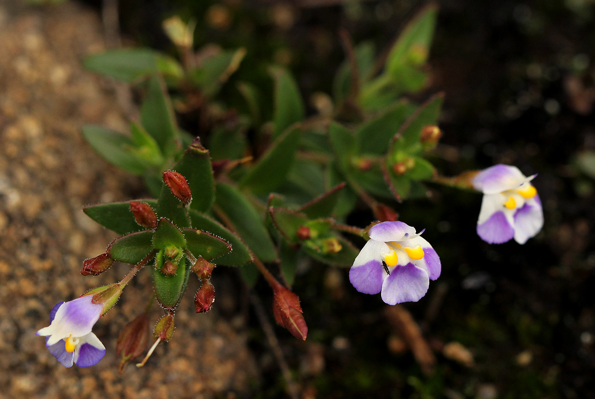 Linderniella pulchella