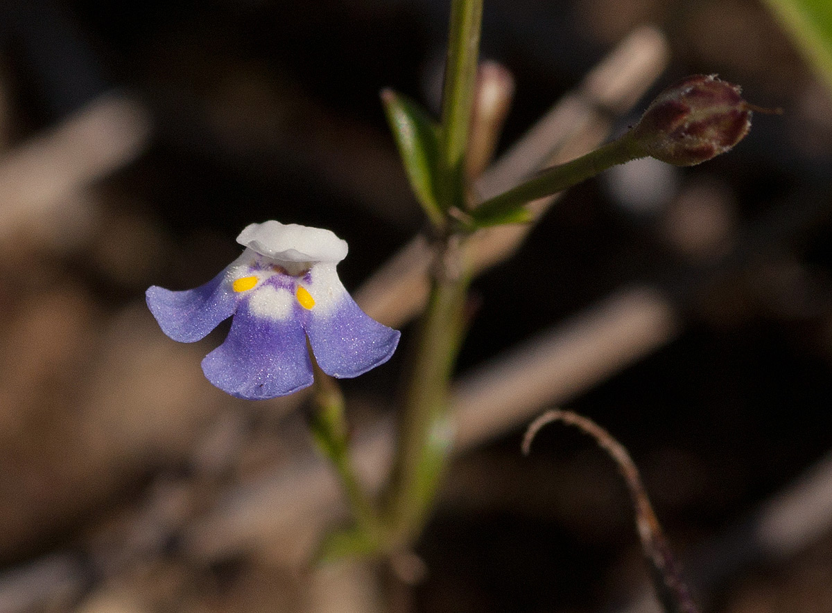 Linderniella wilmsii
