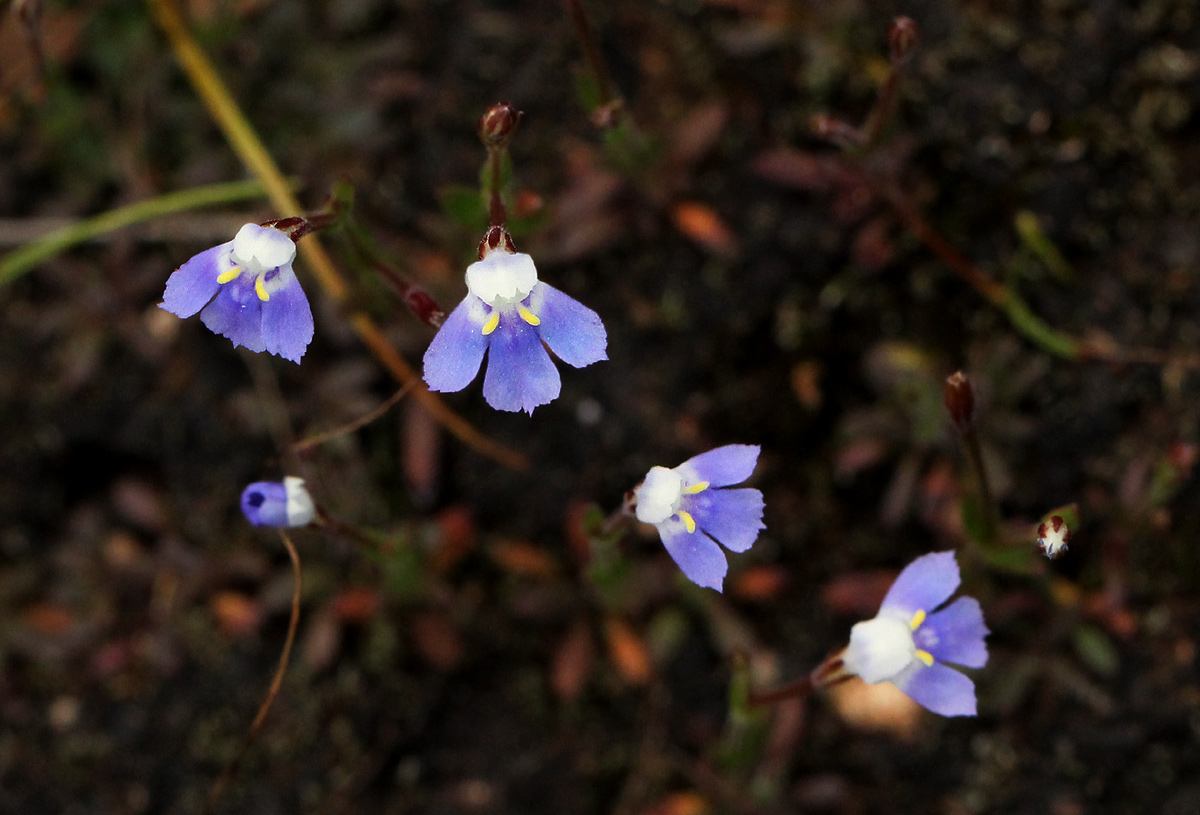 Linderniella wilmsii Linderniella wilmsii