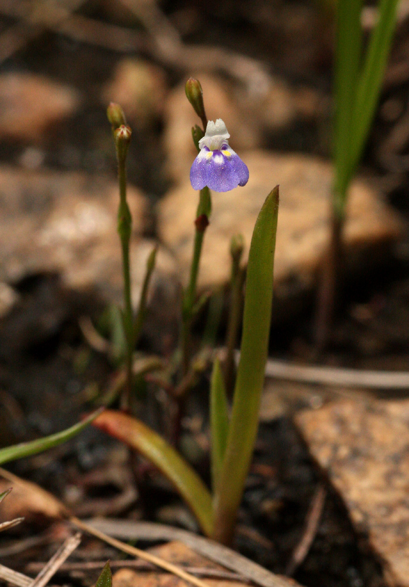 Linderniella wilmsii