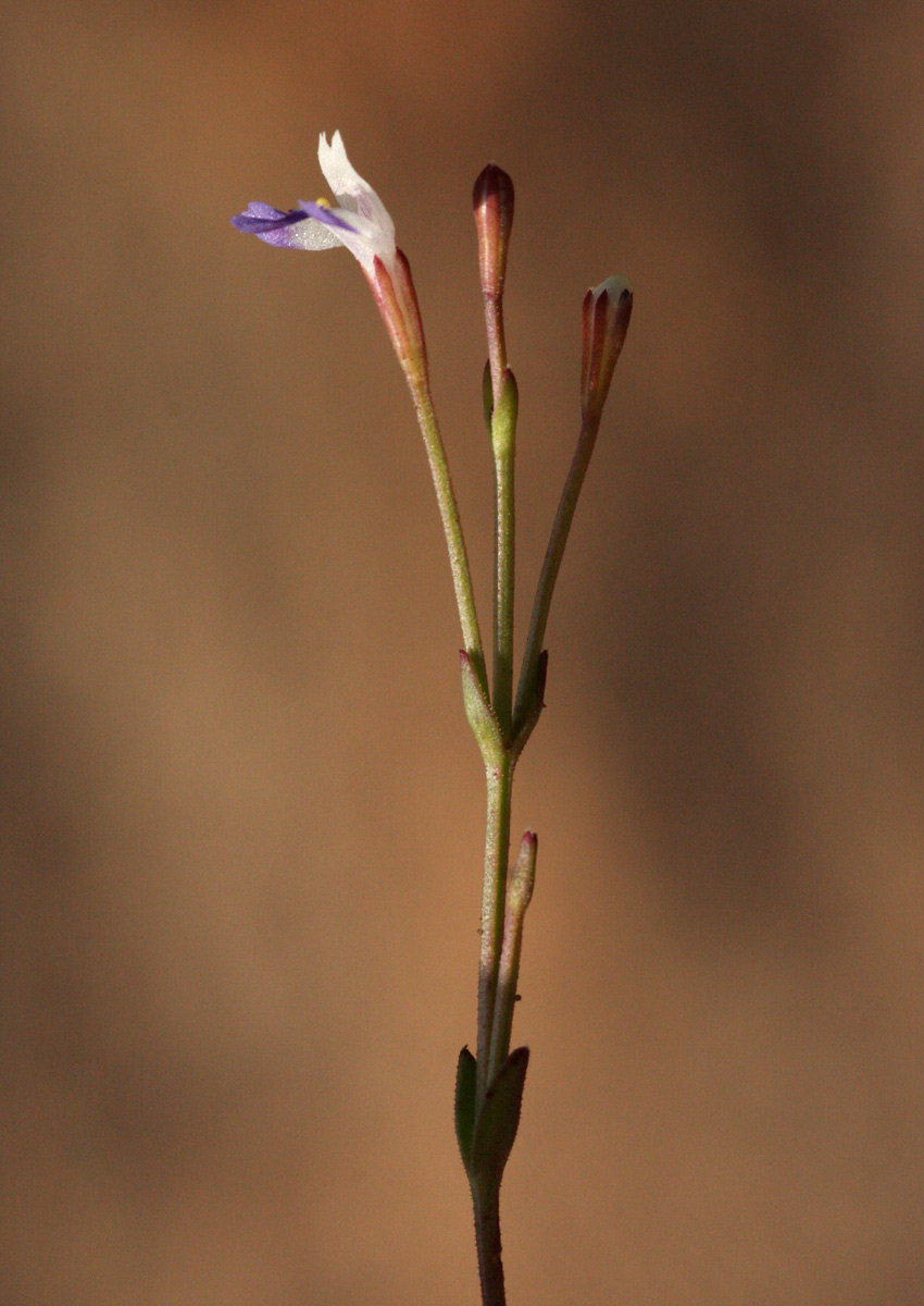 Linderniella wilmsii