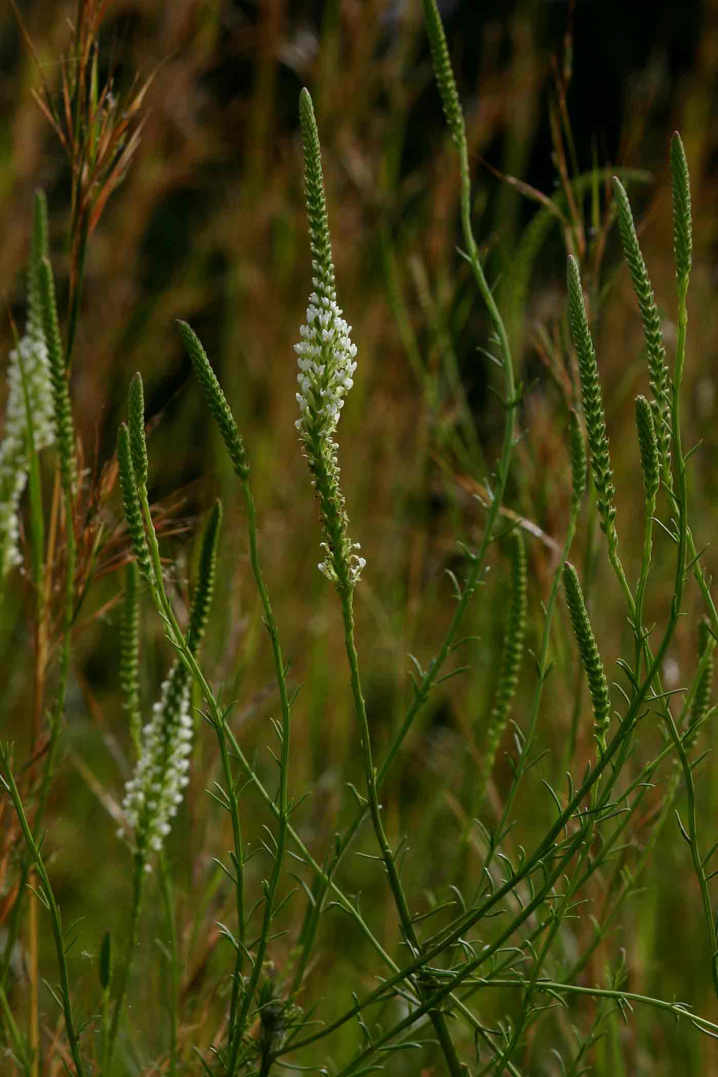 Hebenstretia angolensis