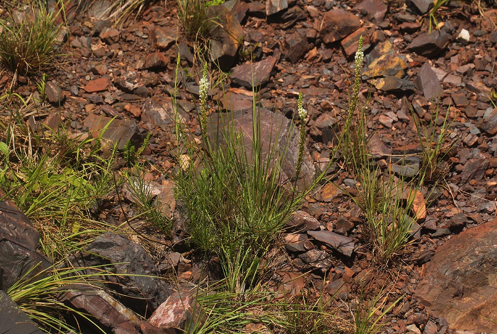Hebenstretia angolensis