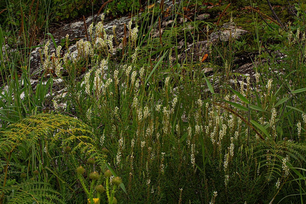 Hebenstretia angolensis
