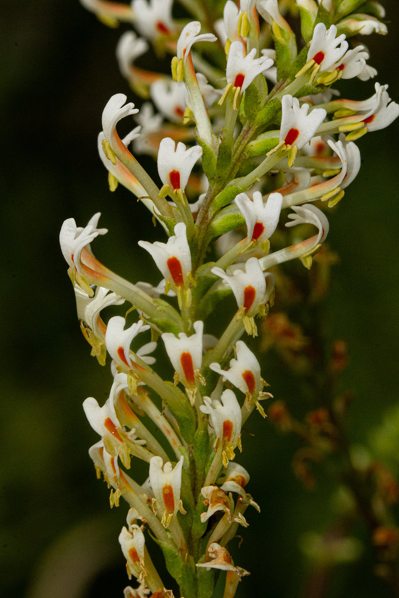 Hebenstretia angolensis Hebenstretia angolensis
