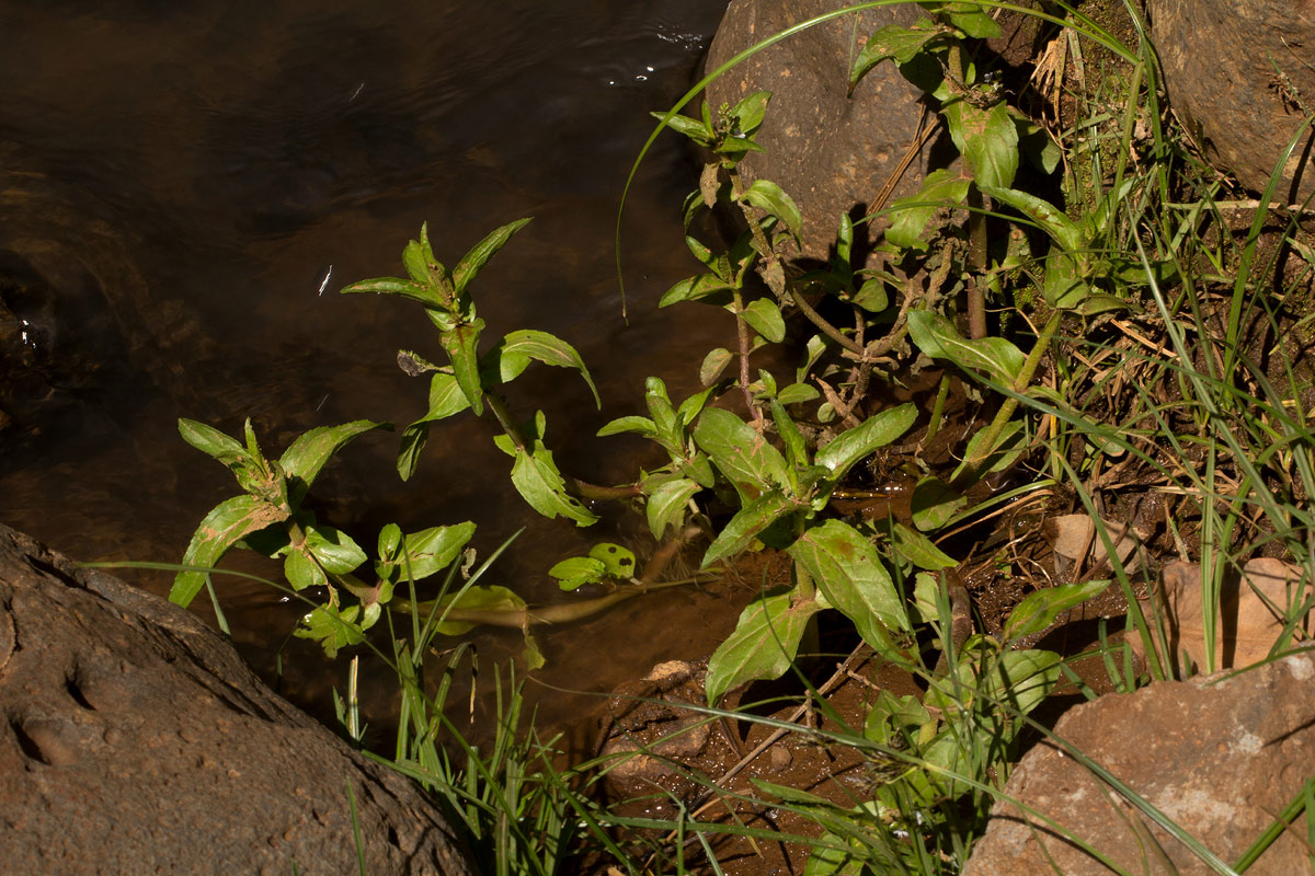 Veronica anagallis-aquatica