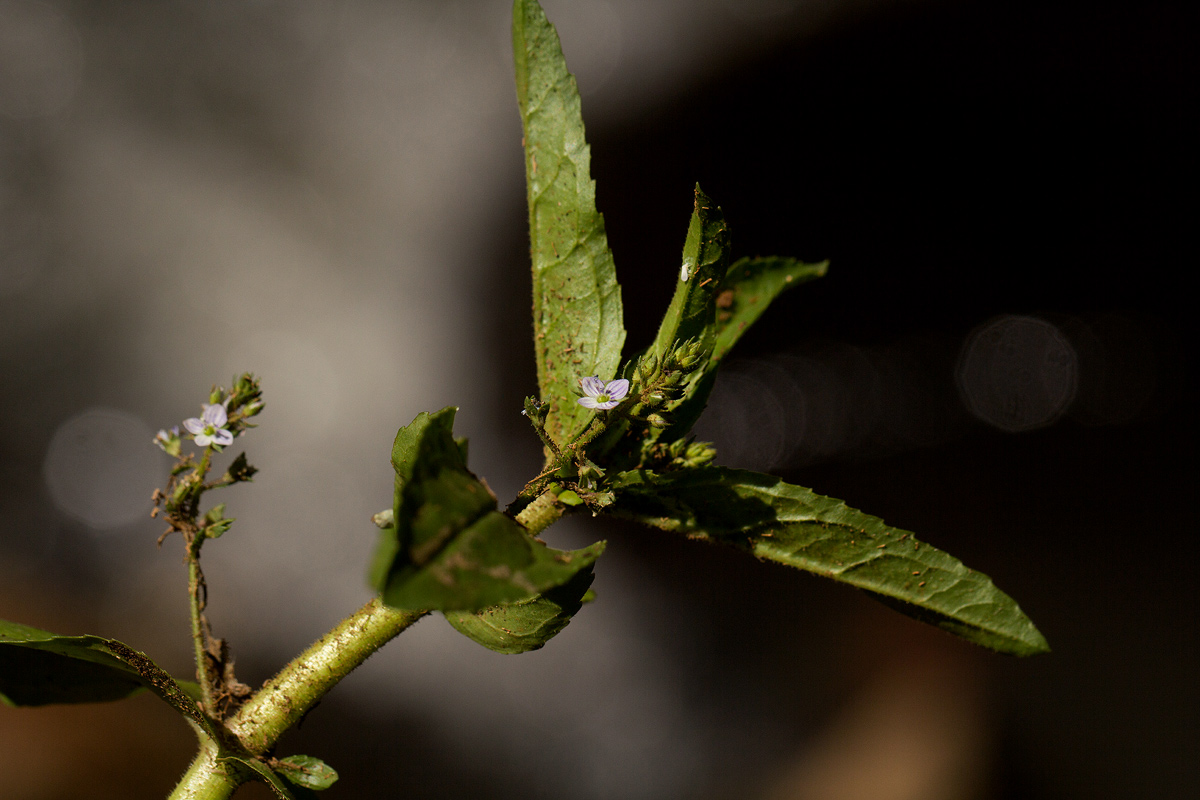 Veronica anagallis-aquatica Veronica anagallis-aquatica