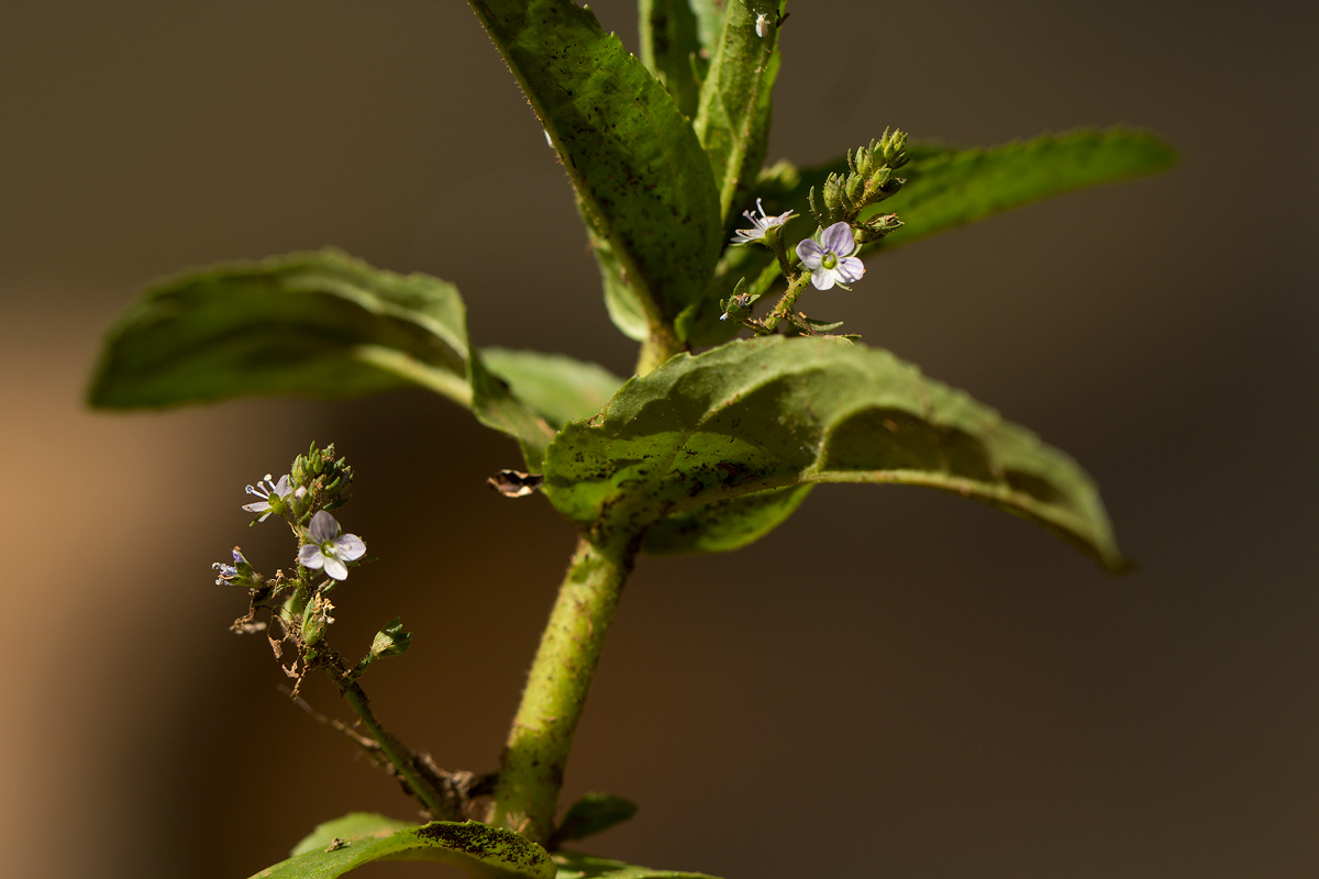 Veronica anagallis-aquatica Veronica anagallis-aquatica