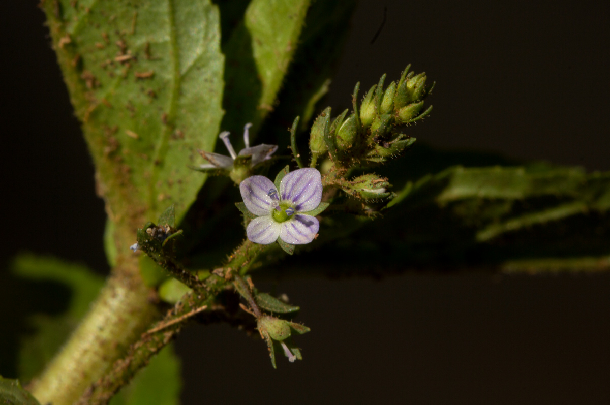 Veronica anagallis-aquatica Veronica anagallis-aquatica