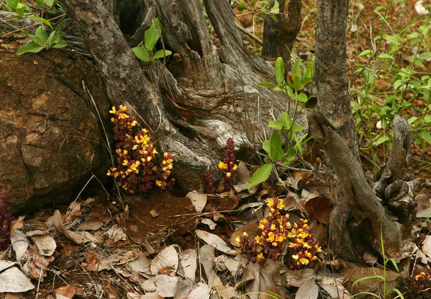 Alectra orobanchoides