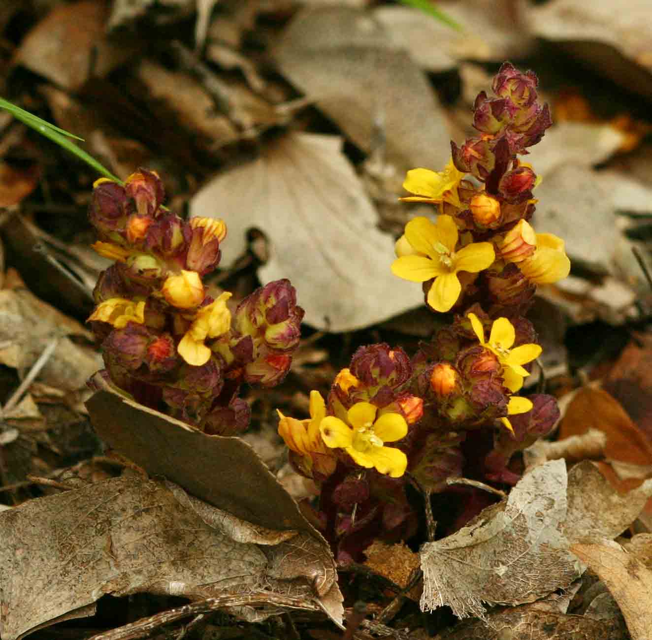 Alectra orobanchoides