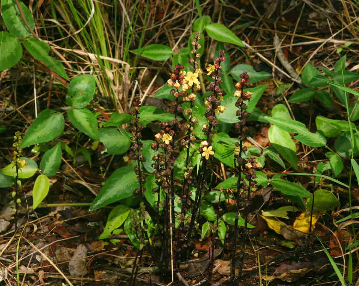 Alectra orobanchoides