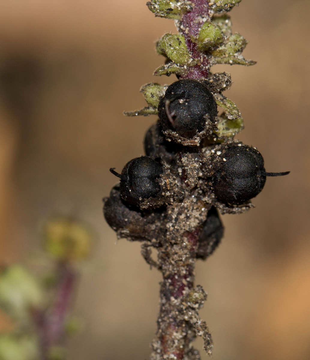 Alectra orobanchoides
