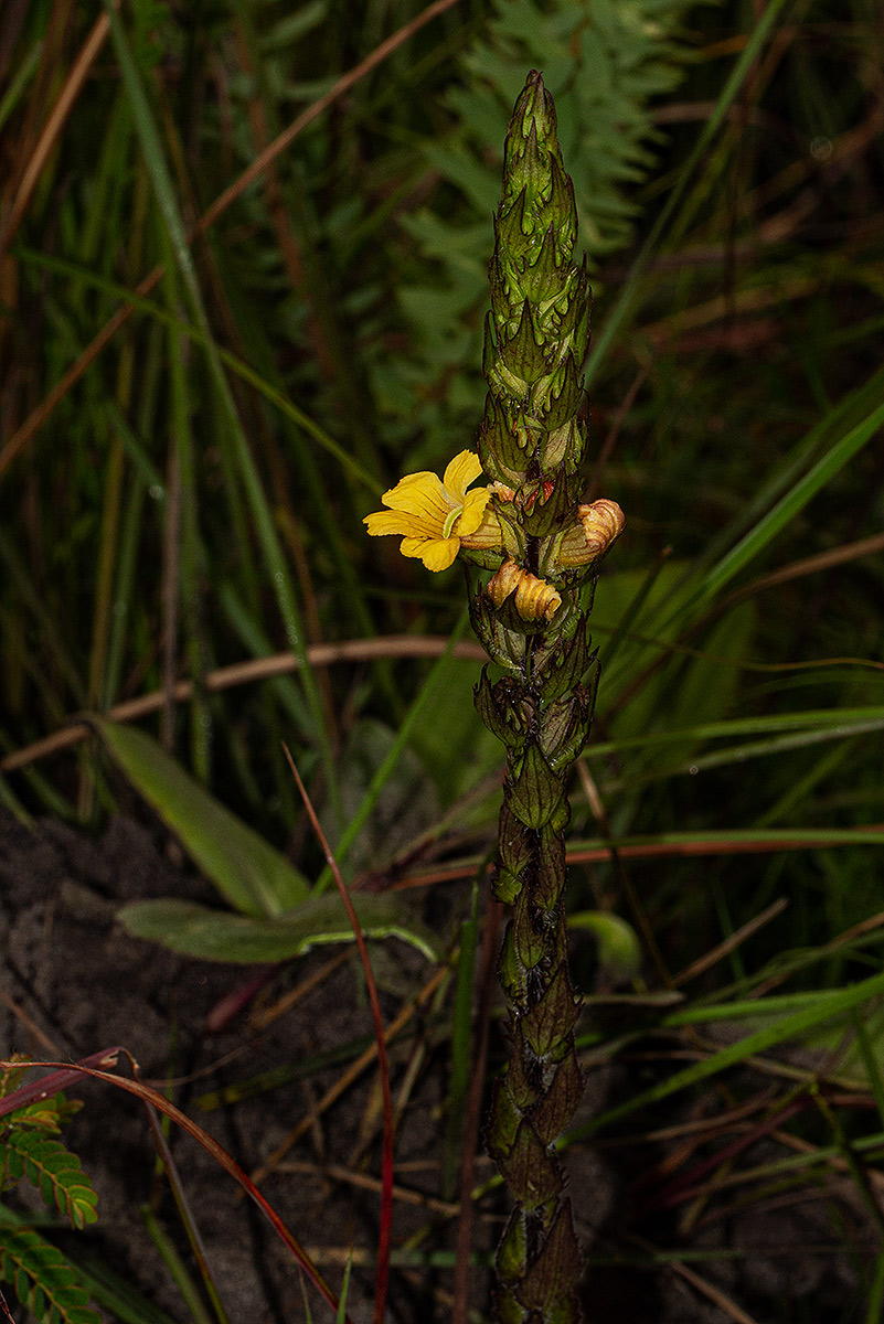 Alectra sessiliflora var. sessiliflora