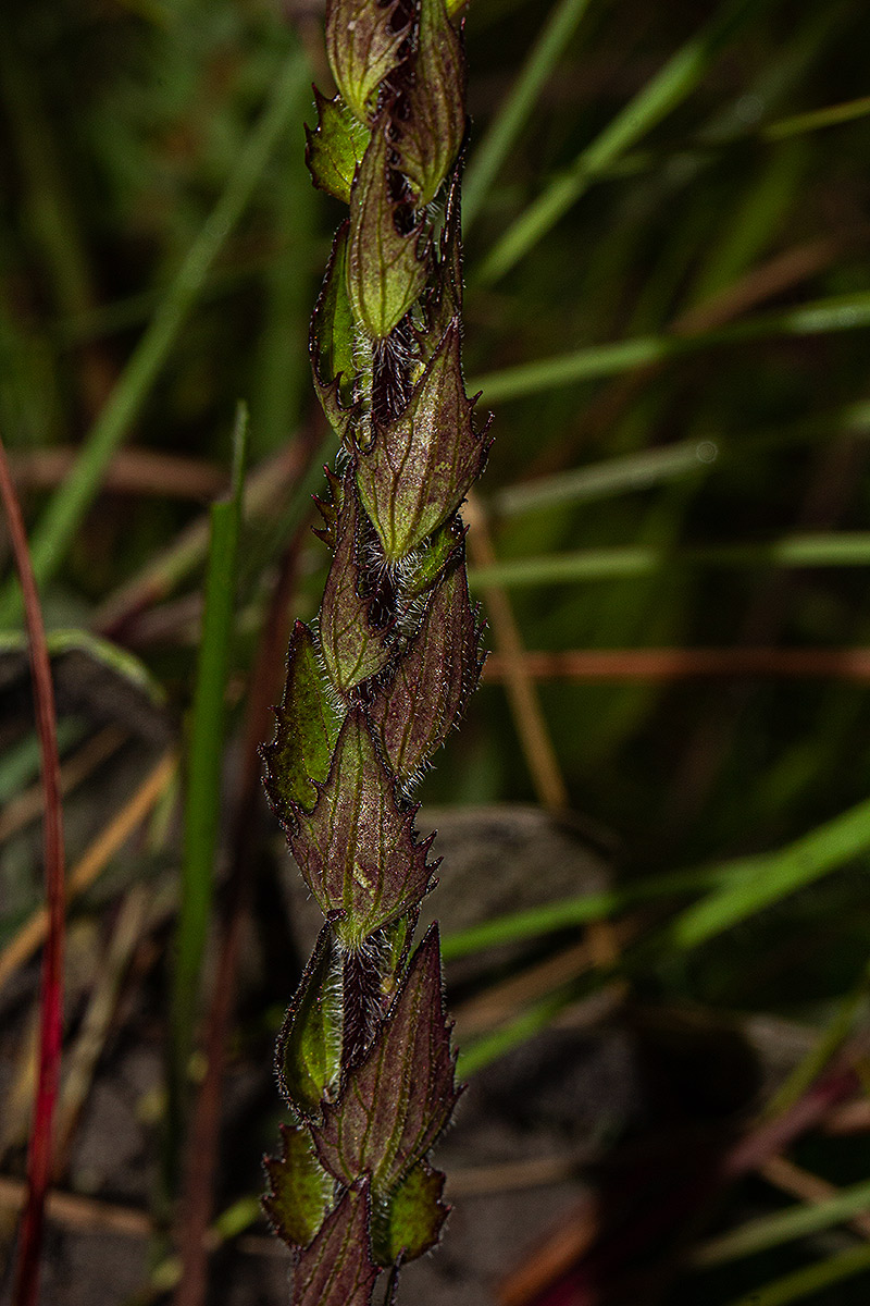 Alectra sessiliflora var. sessiliflora