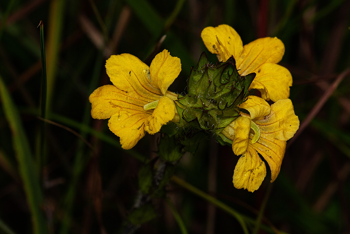 Alectra sessiliflora var. sessiliflora