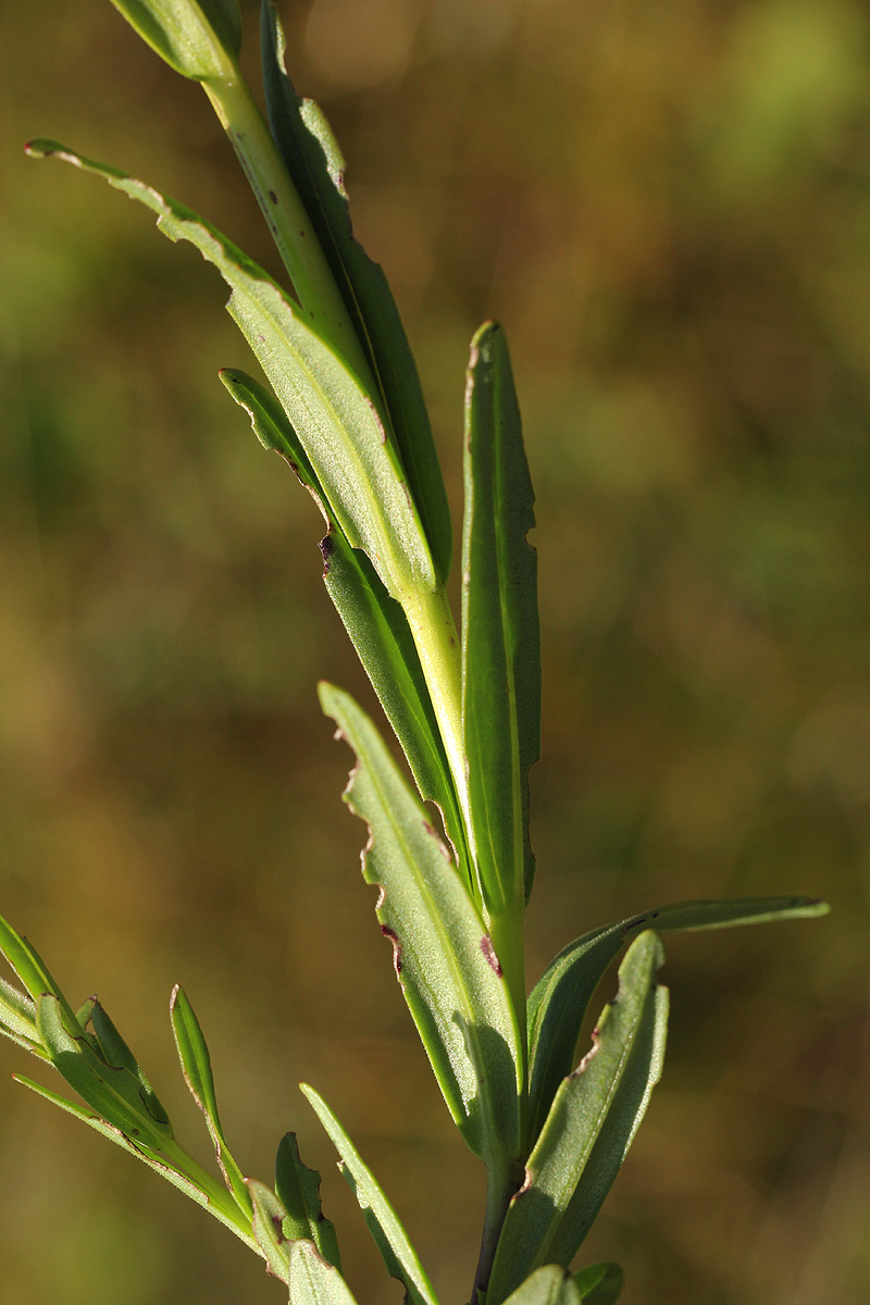 Gerardiina angolensis