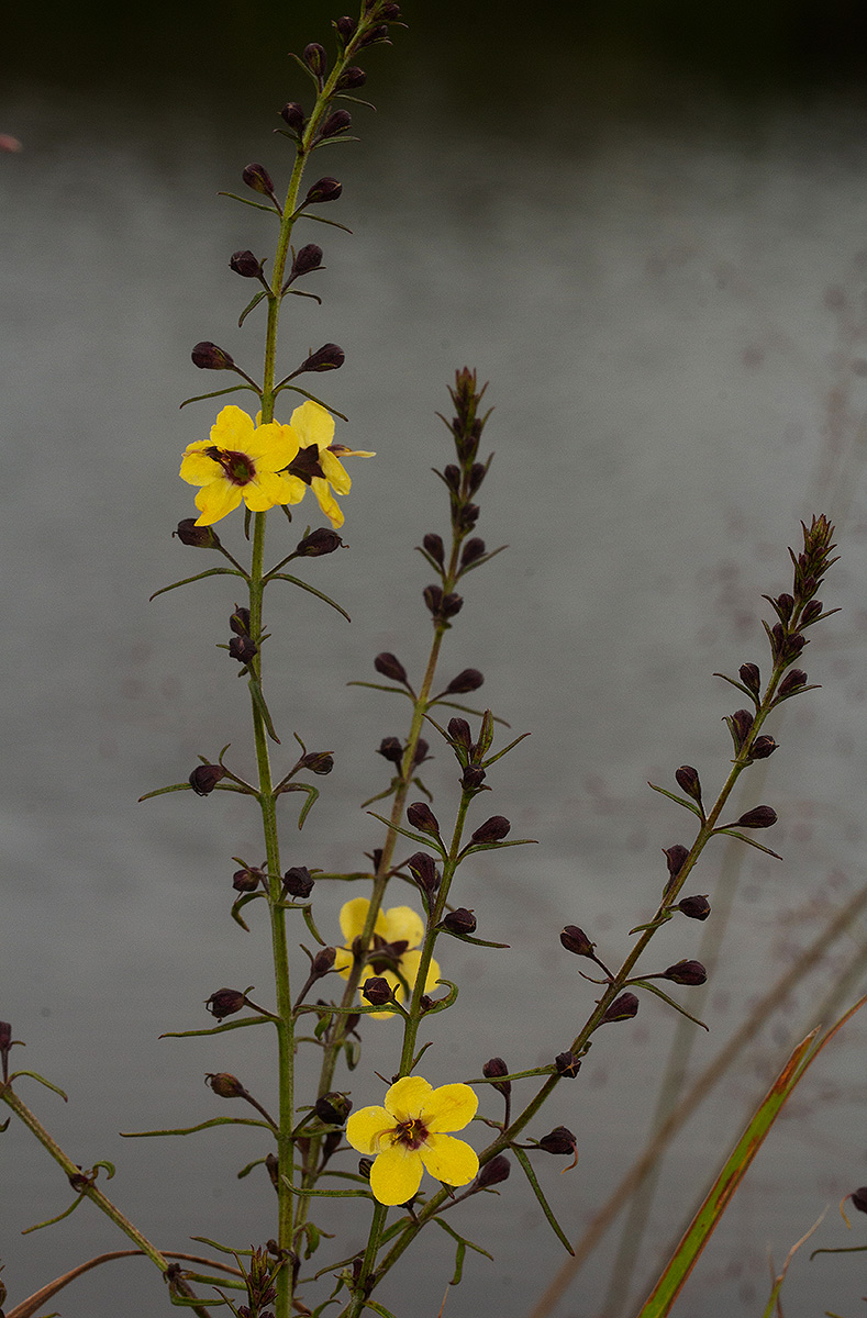 Sopubia eminii Sopubia eminii