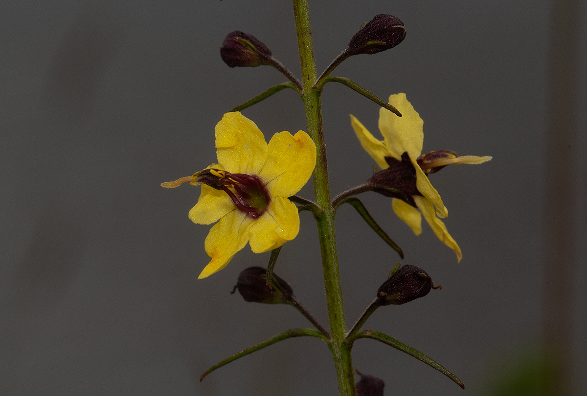 Sopubia eminii Sopubia eminii