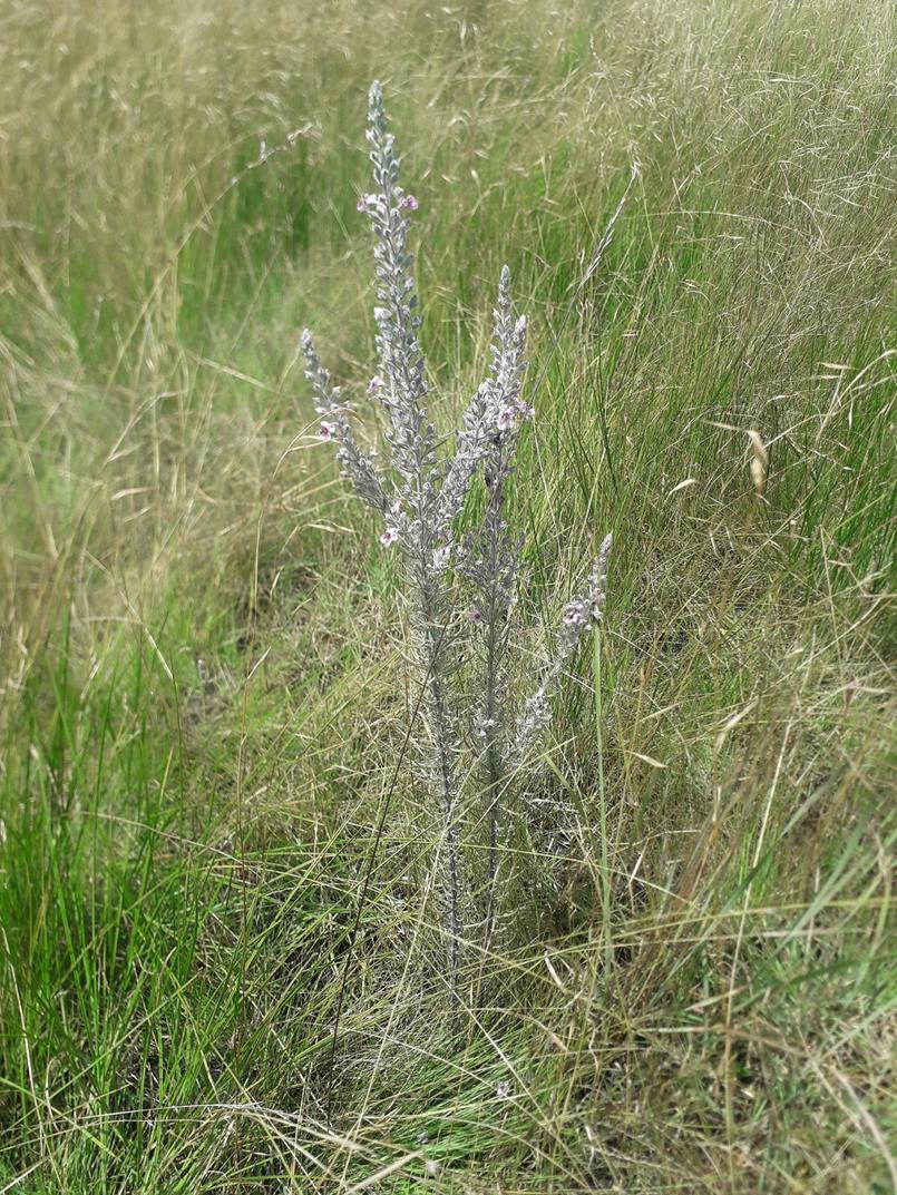 Sopubia karaguensis var. karaguensis
