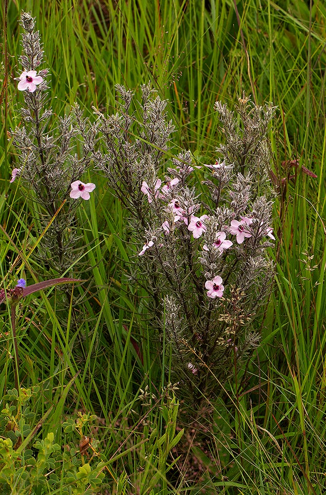 Sopubia karaguensis var. karaguensis