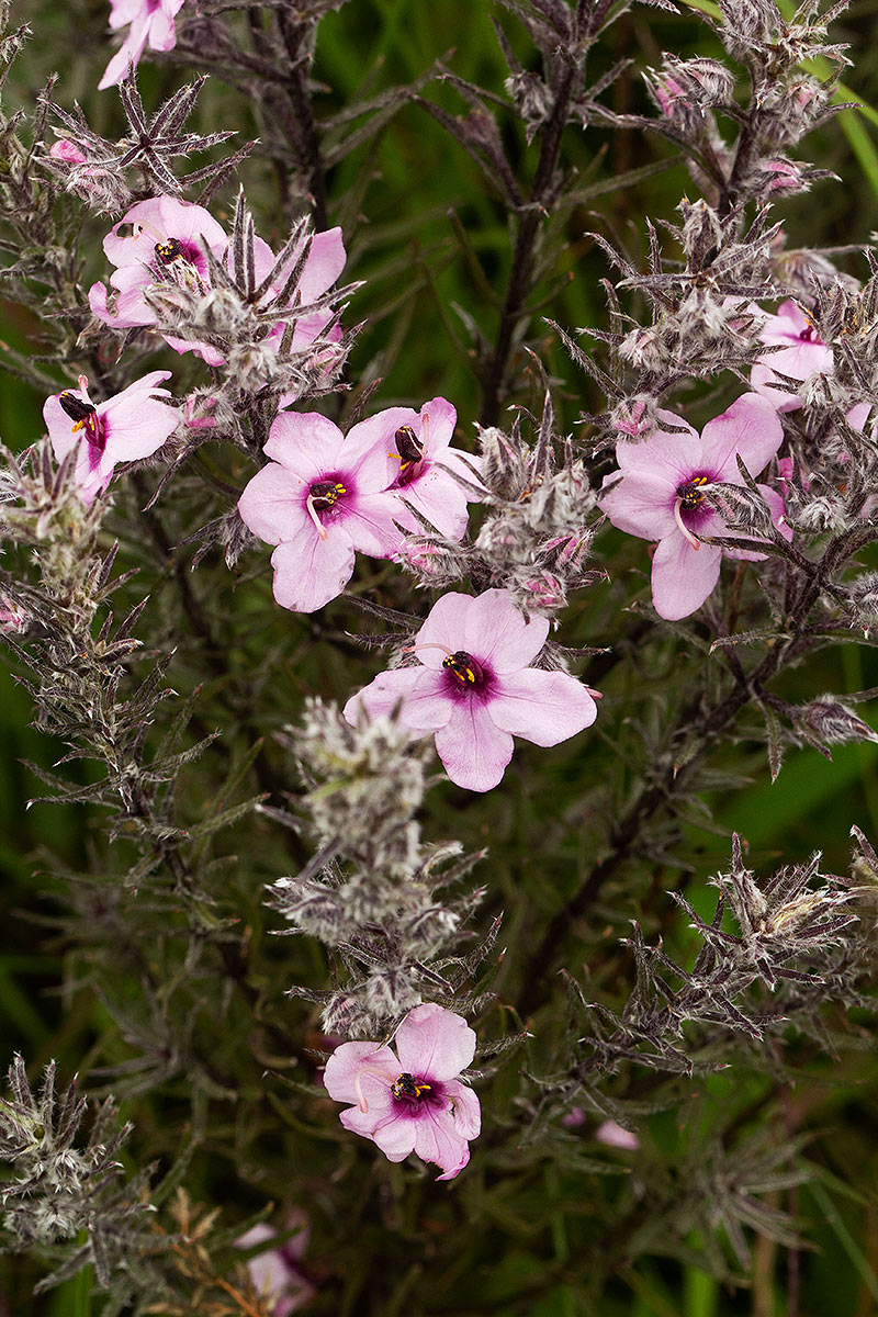 Sopubia karaguensis var. karaguensis