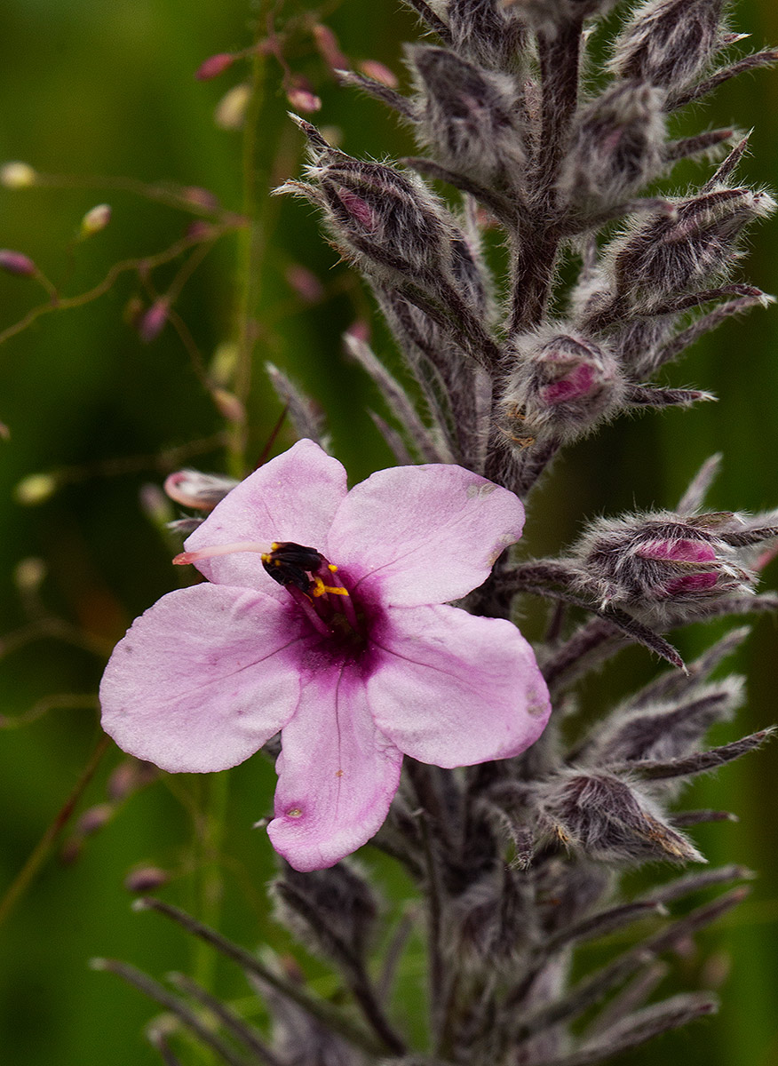 Sopubia karaguensis var. karaguensis