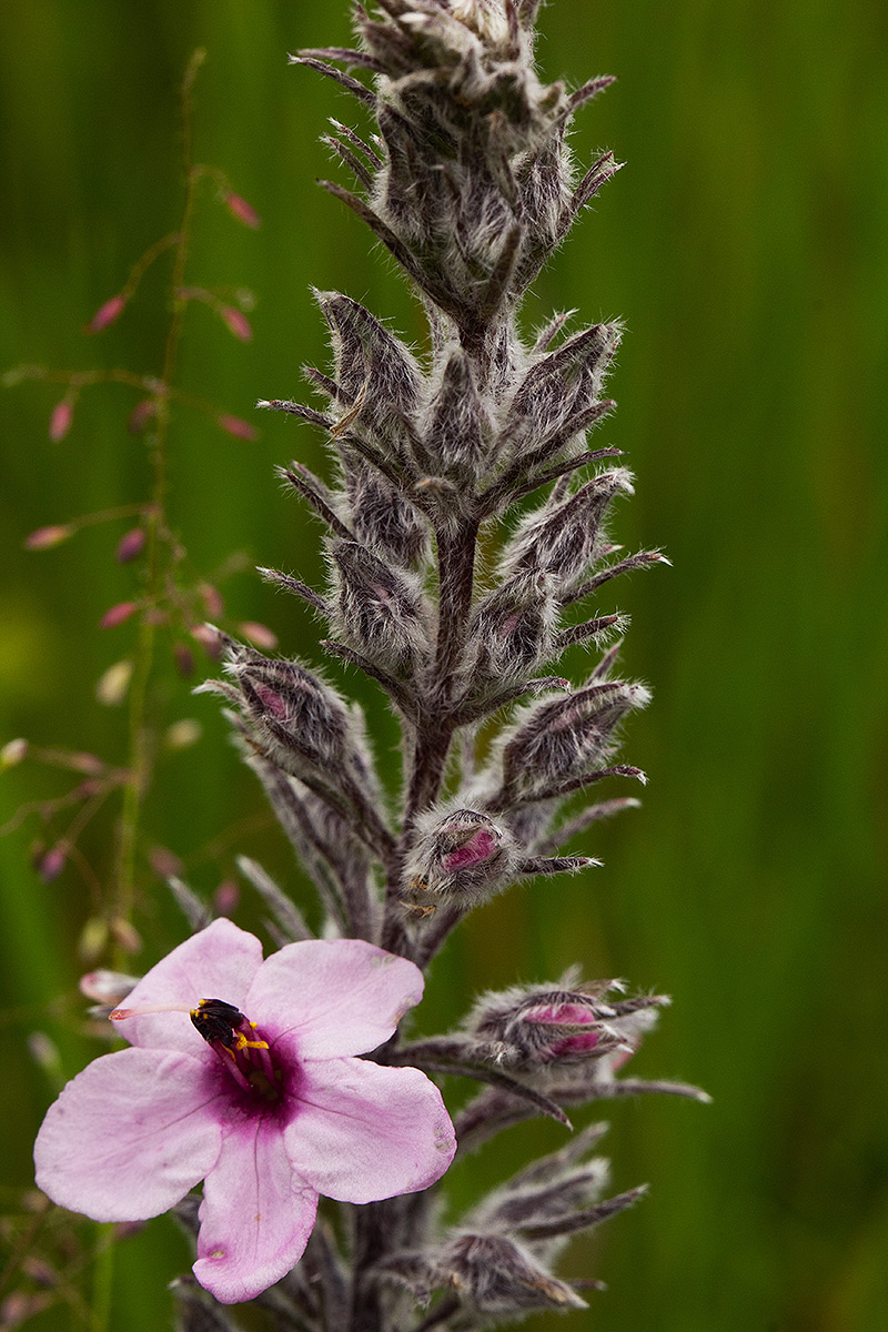 Sopubia karaguensis var. karaguensis