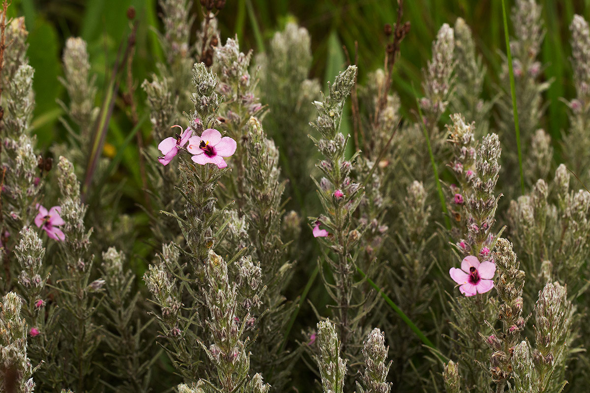 Sopubia karaguensis var. karaguensis