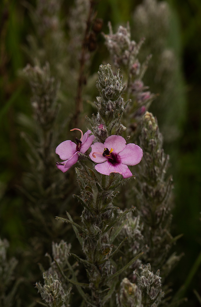 Sopubia karaguensis var. karaguensis
