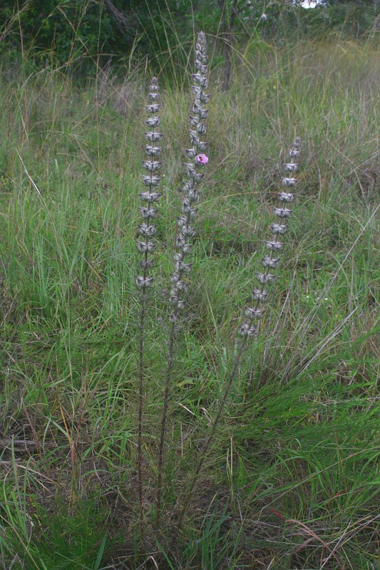 Sopubia karaguensis var. macrocalyx