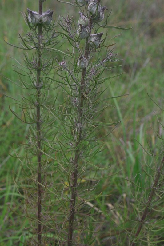 Sopubia karaguensis var. macrocalyx