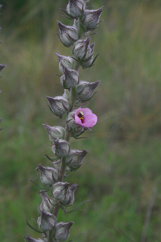 Sopubia karaguensis var. macrocalyx
