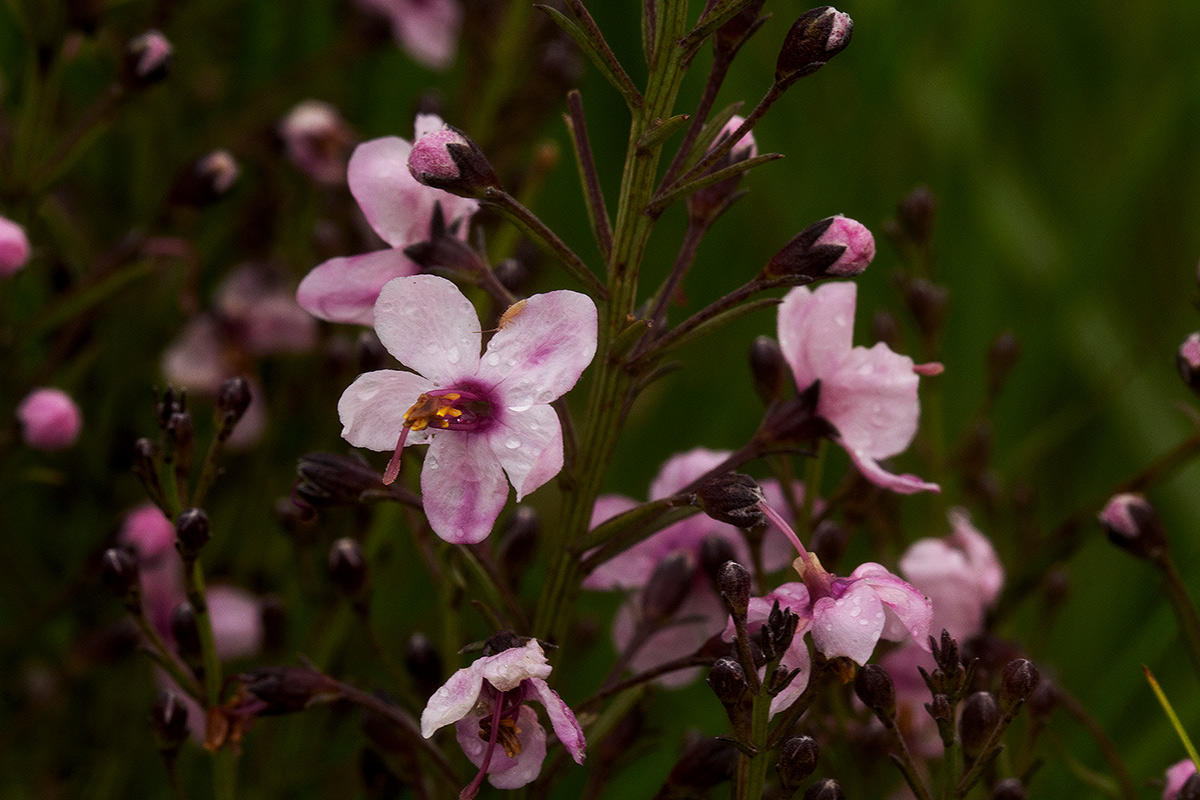 Sopubia mannii var. mannii Sopubia mannii var. mannii