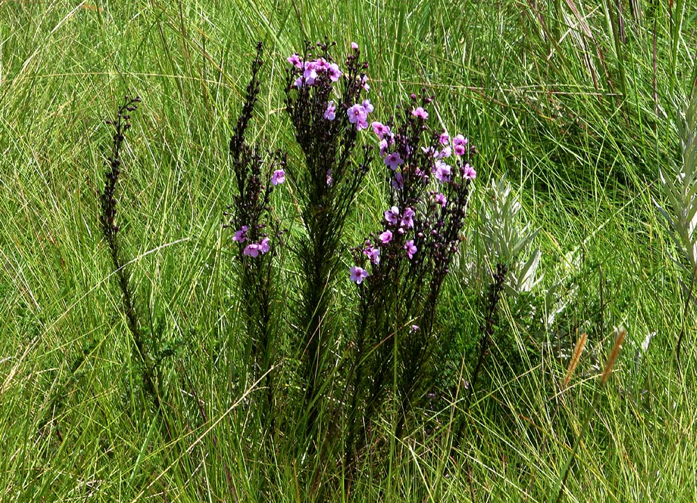 Sopubia mannii var. mannii