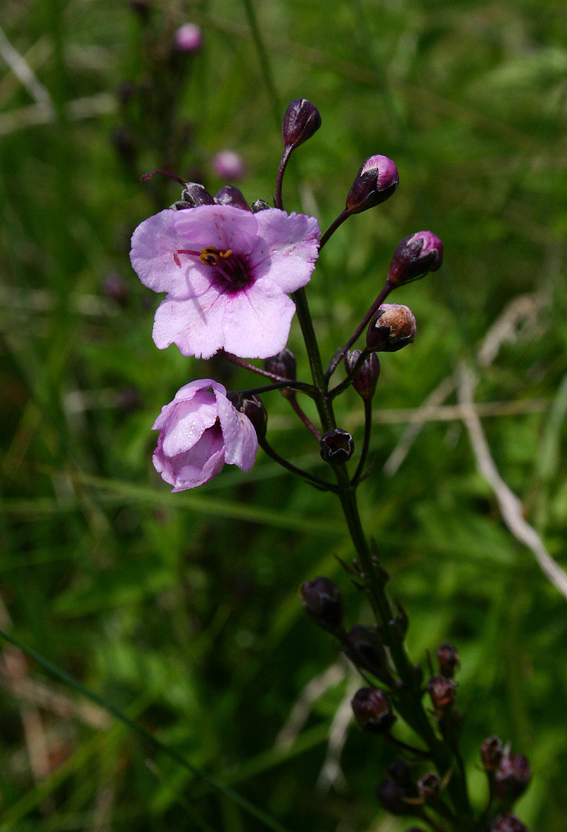 Sopubia mannii var. mannii