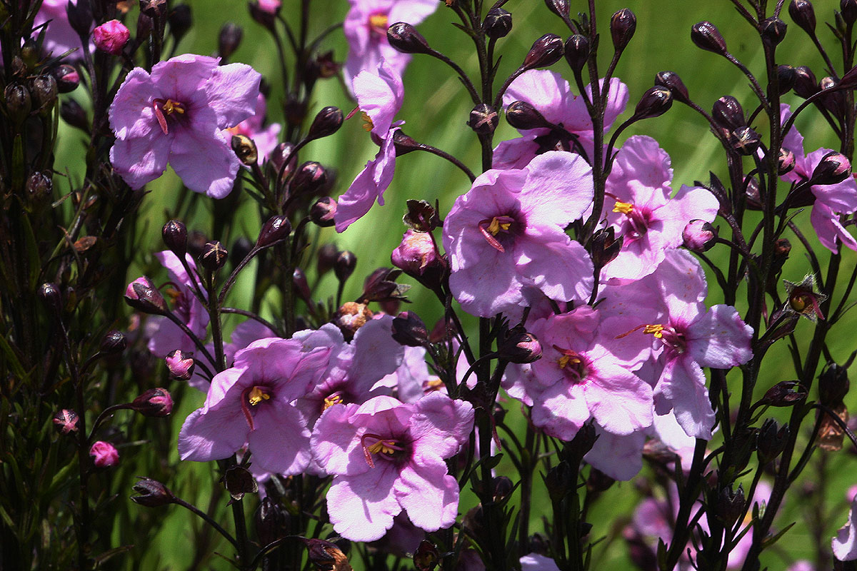 Sopubia mannii var. mannii
