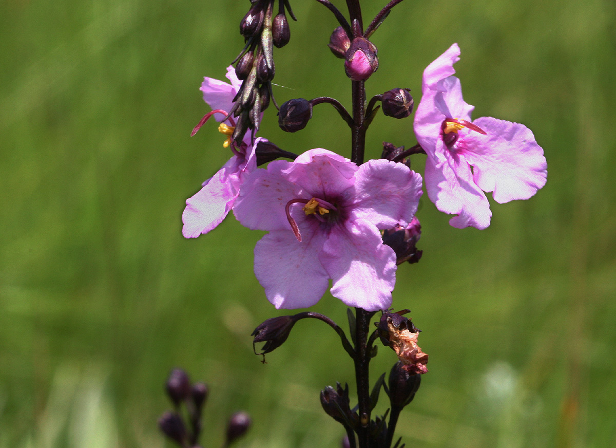 Sopubia mannii var. mannii