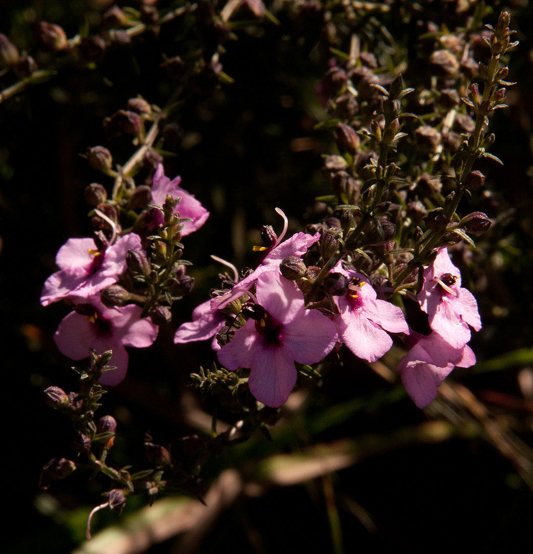 Sopubia mannii var. mannii Sopubia mannii var. mannii