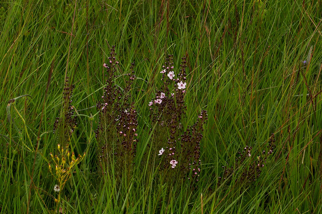 Sopubia mannii var. mannii Sopubia mannii var. mannii