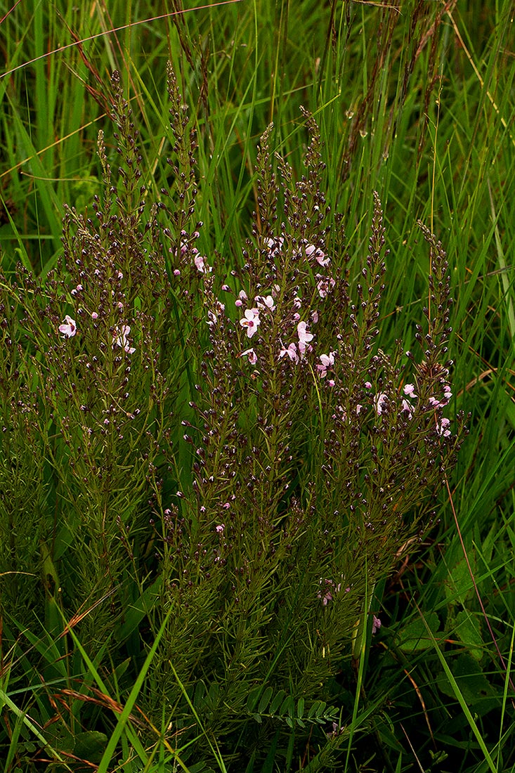 Sopubia mannii var. mannii